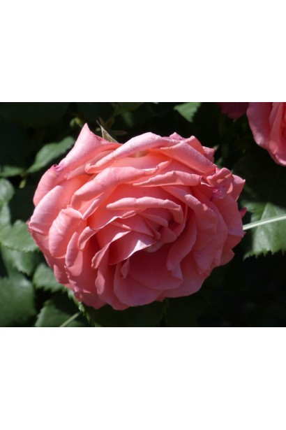 Квіти троянди Діді Бріджуотер з оксамитовими пелюстками